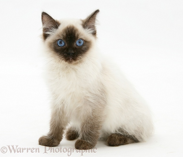 Ragdoll kitten, 12 weeks old, white background