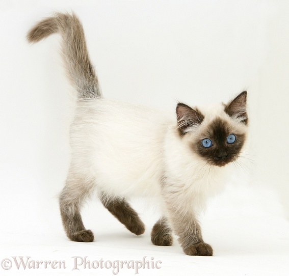Ragdoll kitten, 12 weeks old, white background