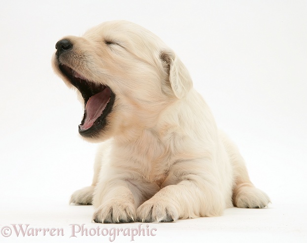 Golden Retriever puppy yawning, white background