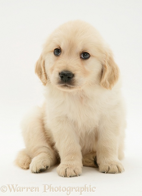 Golden retriever puppy, white background