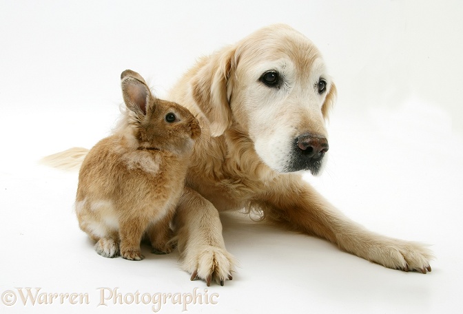 Elderly Golden Retriever bitch, Missy, 13 years old, with a sandy Lionhead-cross rabbit, white background