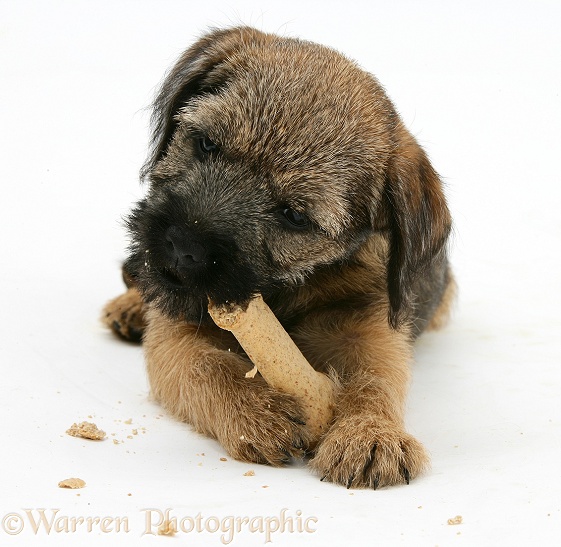 Border Terrier bitch pup, Rusty, 10 weeks old, eating a Bonio biscuit, white background