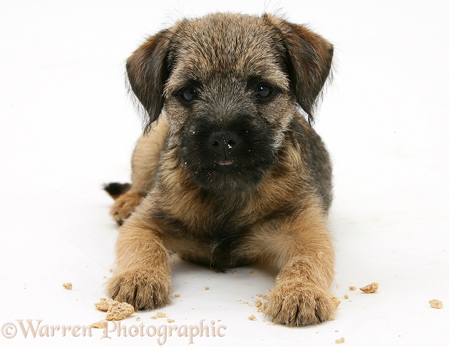 Border Terrier bitch pup, Rusty, 10 weeks old, after eating a Bonio biscuit, white background