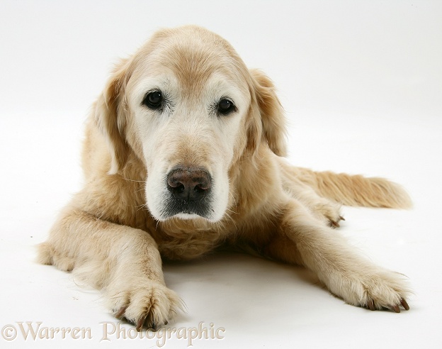 Elderly Golden Retriever bitch, Missy, 13 years old, white background