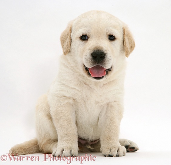 Cute Yellow Goldador Retriever pup, sitting, white background