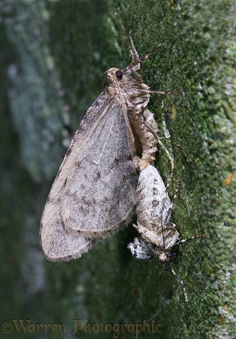 Winter Moth (Operophtera brumata) mating pair.  Europe
