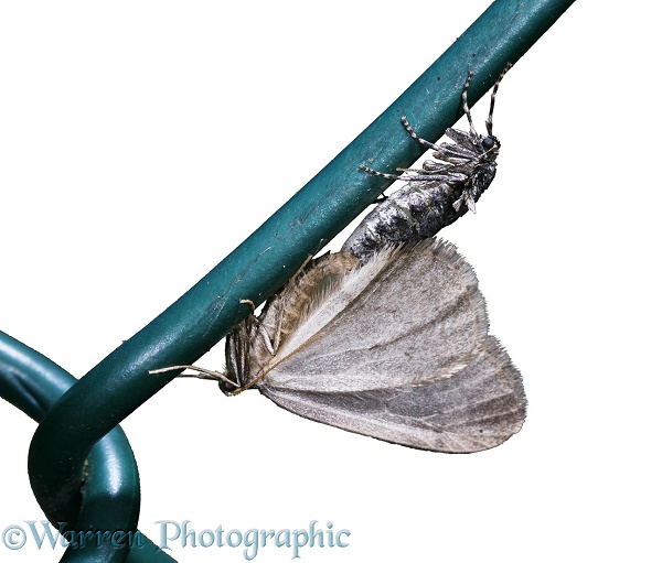 Winter Moth (Operophtera brumata) mating pair on wire fence.  Europe, white background