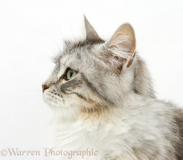 Silver tabby Maine Coon cat Bambi, white background