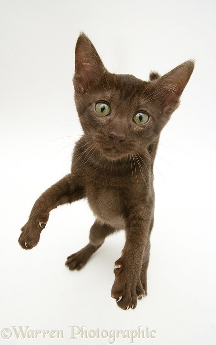 Brown Oriental-type kitten reaching up, white background