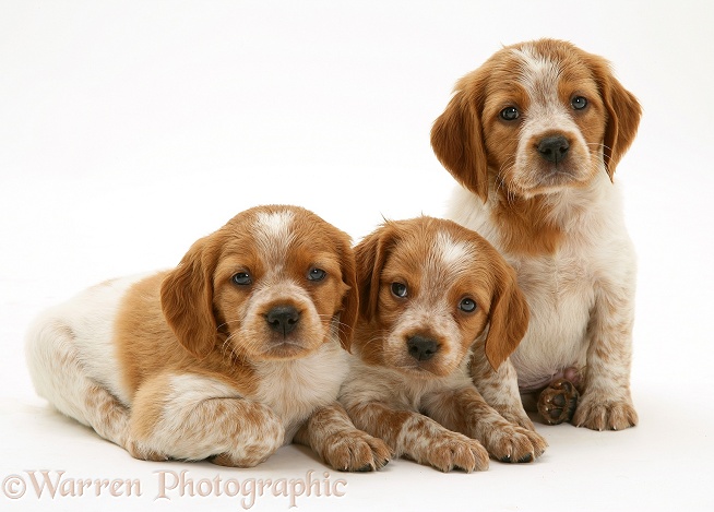 Brittany Spaniel pups, 6 weeks old, white background