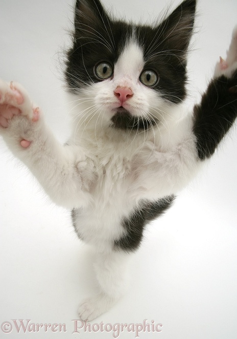 Black-and-white kitten reaching up, white background