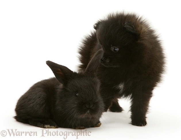 Black Pomeranian pup and black baby rabbit, white background