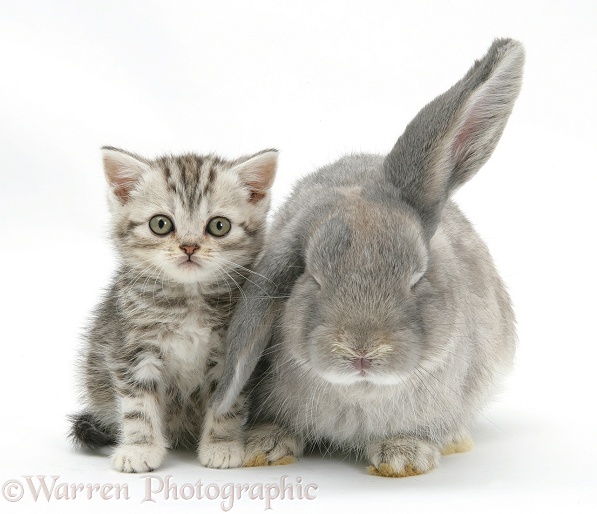 Silver tabby kitten with grey windmill-eared rabbit, white background