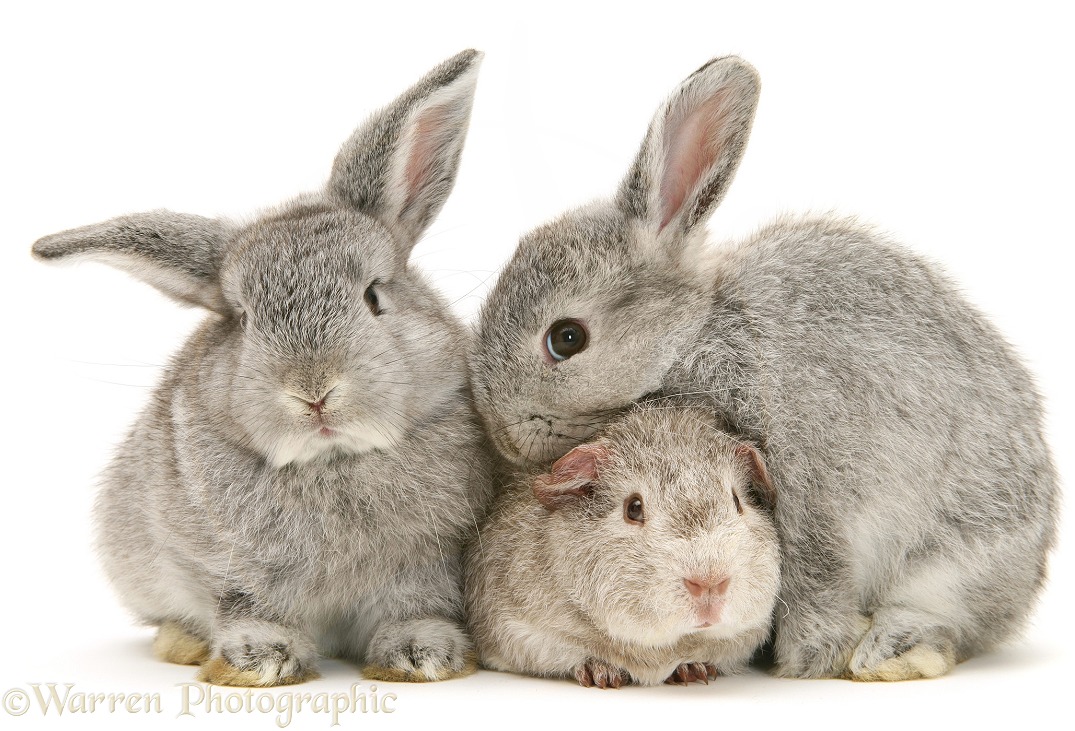 Young silver Rex Guinea pig and baby silver Lop rabbits, white background