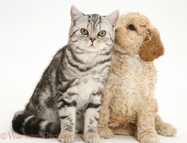 Silver tabby cat with American Cockapoo puppy, white background