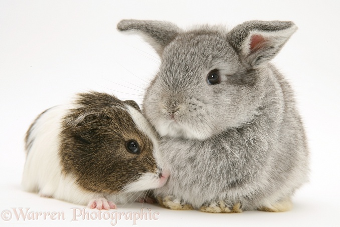 Baby silver Lop rabbit with agouti-and-white Guinea pig, white background