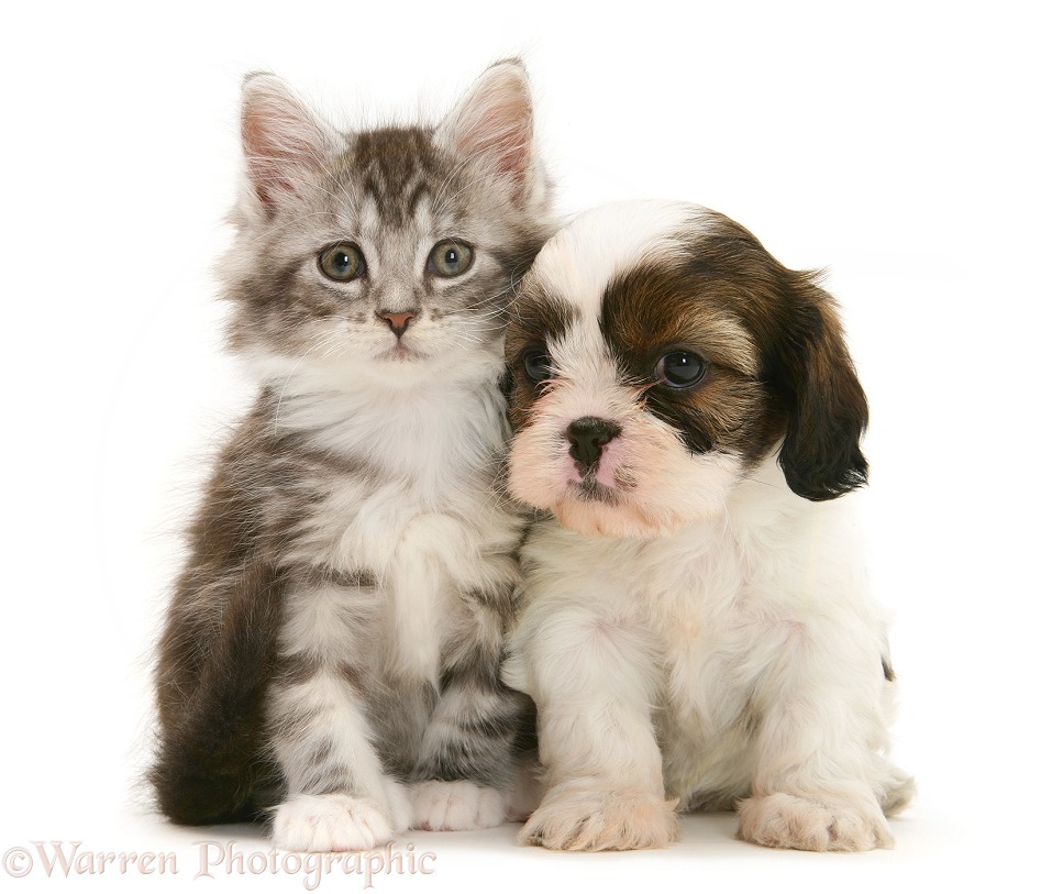 Cavazu (Cavalier King Charles Spaniel x Shih-Tzu) pup with silver Tabby-and-white Maine Coon kitten, white background