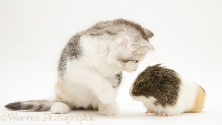 Young agouti-and-white Guinea pig with tortoiseshell-and-white Maine Coon kitten, white background