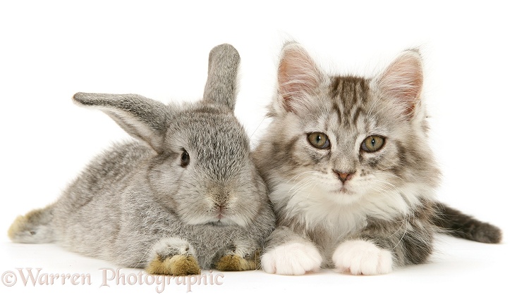 Young silver Lop rabbit with silver tabby Maine Coon kitten, 8 weeks old, white background