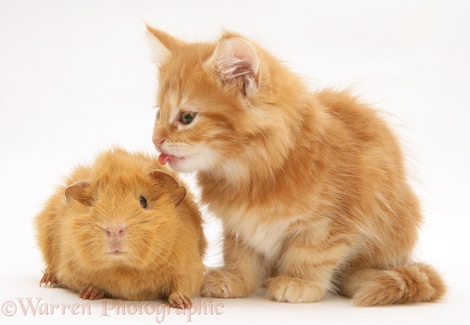 Ginger Maine Coon kitten licking a ginger Guinea pig, white background