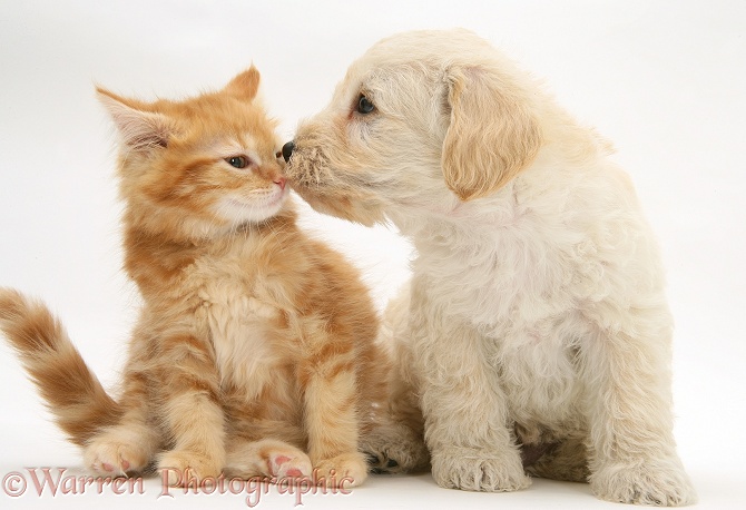 Woodle (West Highland White Terrier x Poodle) pup and ginger Maine Coon kitten, nose-to-nose, white background