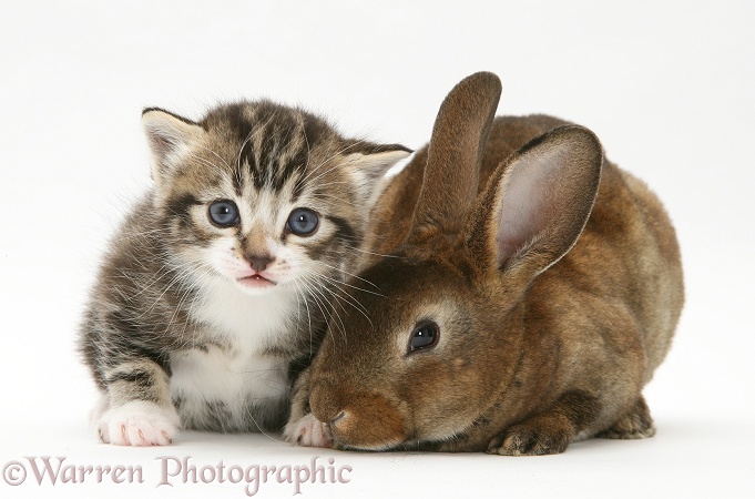 Tabby kitten with a rabbit, white background