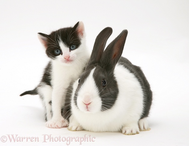 Black-and-white kitten with blue Dutch rabbit, white background