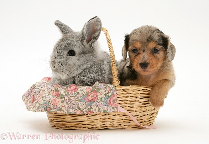 Silver dapple miniature Dachshund pup in a basket with a baby silver Lop rabbit, white background