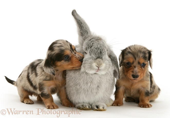 Silver dapple miniature Dachshund pups with a young silver Lop rabbit, white background