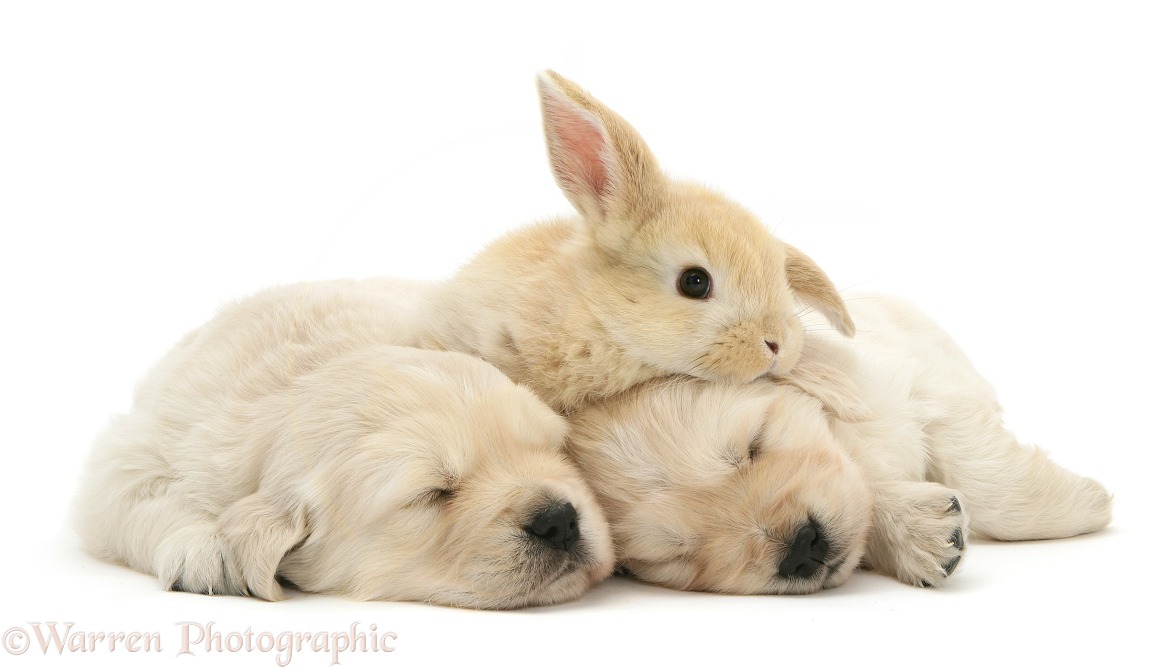 Sleepy Golden Retriever pups with young Sandy Lop rabbit, white background