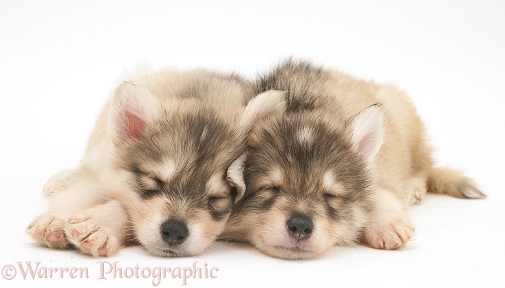 Sleepy Utonagan puppies, white background
