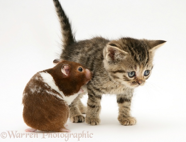 Brown spotted British Shorthair tabby kitten and hamster, Tibbles, white background