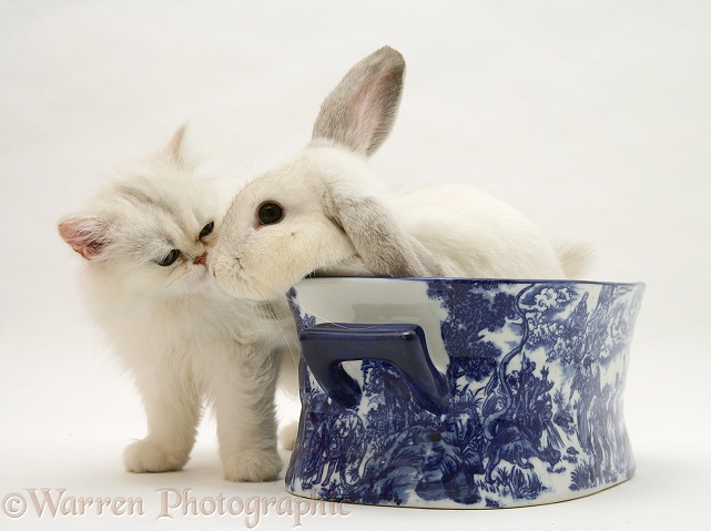 White chinchilla kitten with young silver colourpoint rabbit in a blue china dish, white background