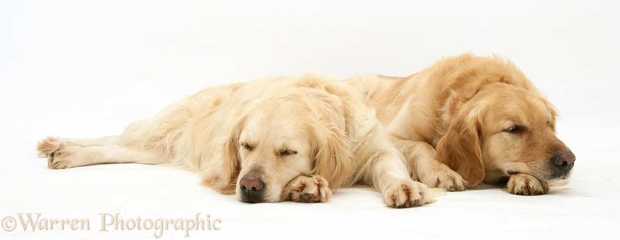 Sleepy Golden Retriever bitch and dog, Lola and Barney, white background