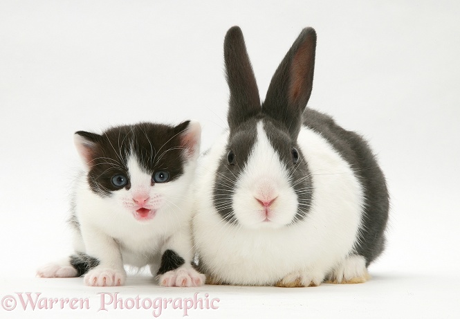 Black-and-white kitten with Dutch rabbit, white background