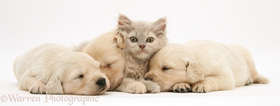 Lilac kitten in heap of sleeping Golden Retriever pups, white background