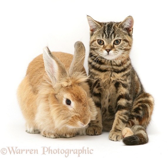 Lionhead Dwarf rabbit and tabby kitten, Tiger Lily, white background