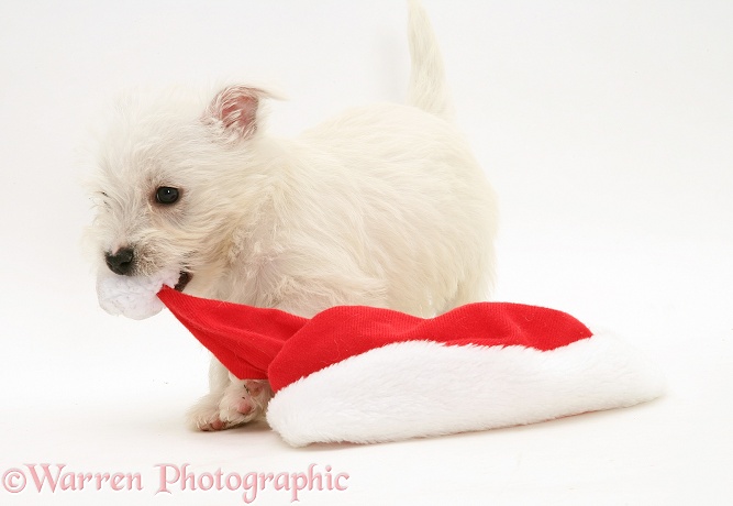 West Highland White Terrier pup playing with a Father Christmas hat, white background