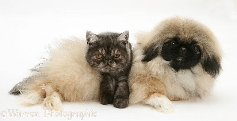 Smoke Exotic kitten and Pekingese pup, white background