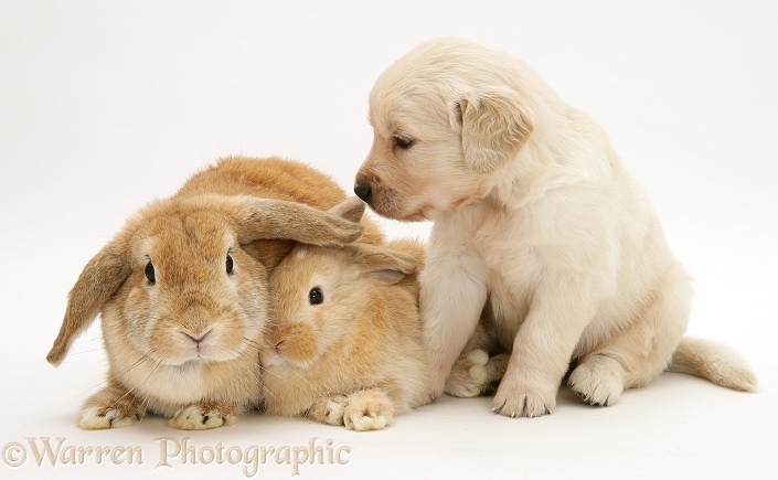 Mother and baby sandy Lop rabbits with Golden Retriever pup, white background