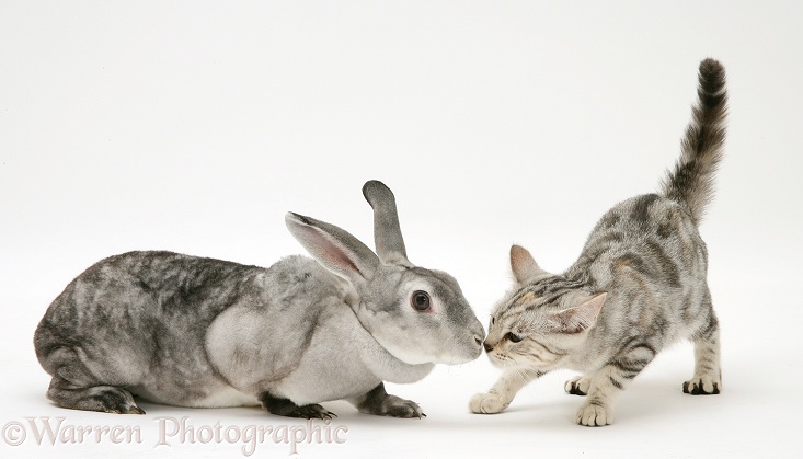 Silver tabby cat, Joan, greeting silver rabbit, white background
