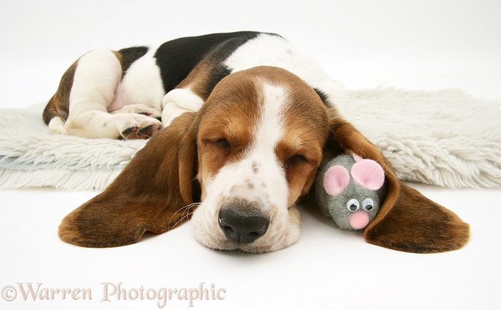 Basset pup sleeping with toy mouse under its ear, white background