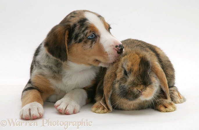 Border Collie puppy and rabbit, white background