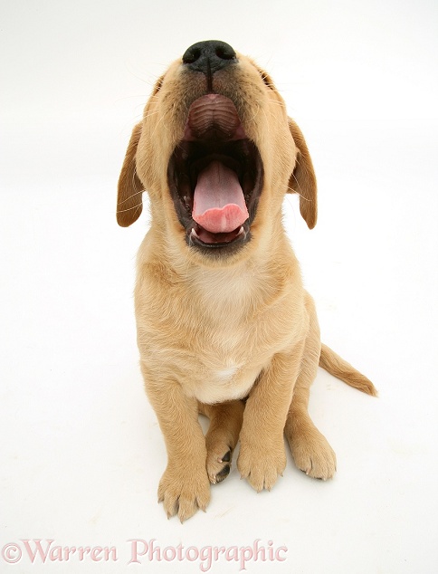 Yellow Labrador Retriever pup, 8 weeks old, yawning, white background