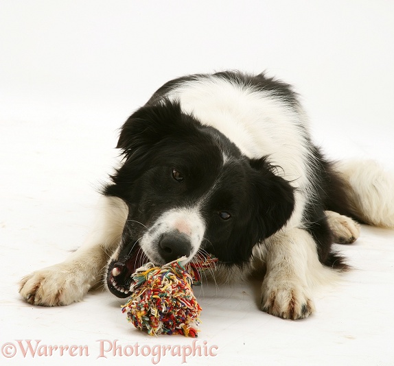 Black-and-white Border Collie, Phoebe, chewing a ragger toy, white background