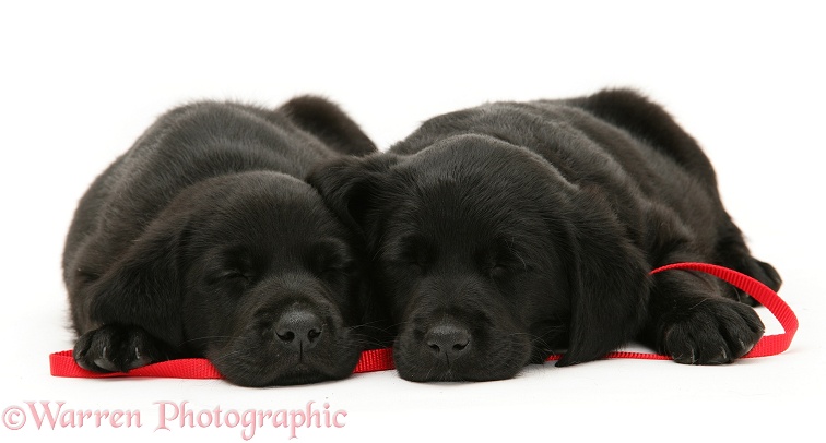 Sleepy black Goldador Retriever pups lying on a red lead, white background
