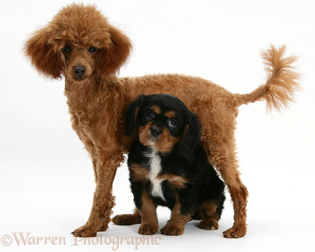 Red Toy Poodle pup, Reggie, with black-and-tan Cavalier King Charles Spaniel pup, white background