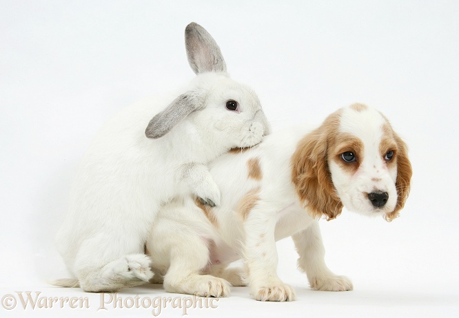 White rabbit trying to mount Cocker Spaniel pup, white background