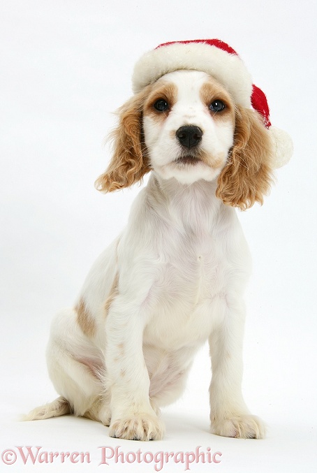 Orange roan Cocker Spaniel pup, Blossom, wearing Father Christmas hat, white background