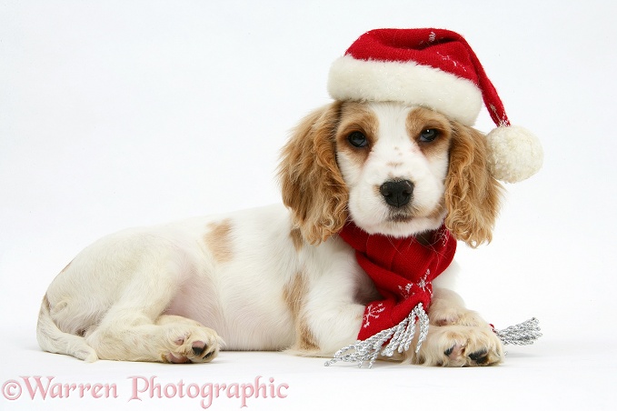Orange roan Cocker Spaniel pup, Blossom, wearing scarf and Father Christmas hat, white background